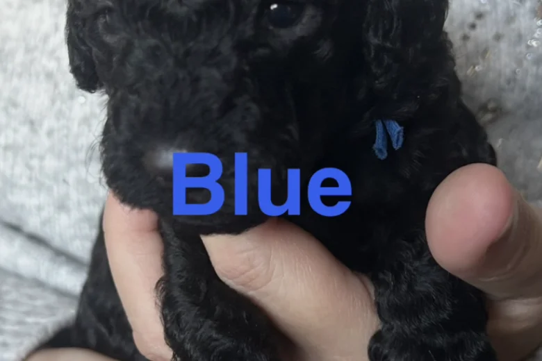 Cockapoo