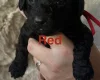 Cockapoo