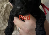 Puppy 2