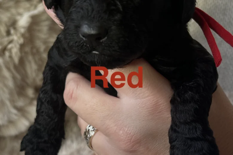 Cockapoo