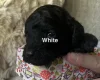 Cockapoo