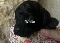 Puppy 3