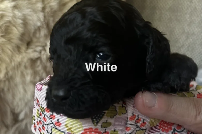Cockapoo