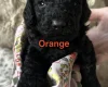 Cockapoo