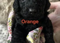 Puppy 4