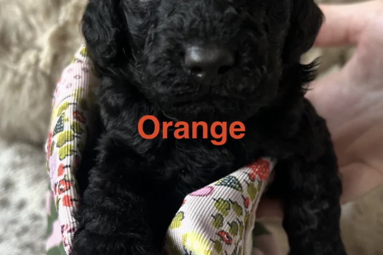 Cockapoo