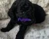Cockapoo