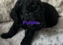 Puppy 5