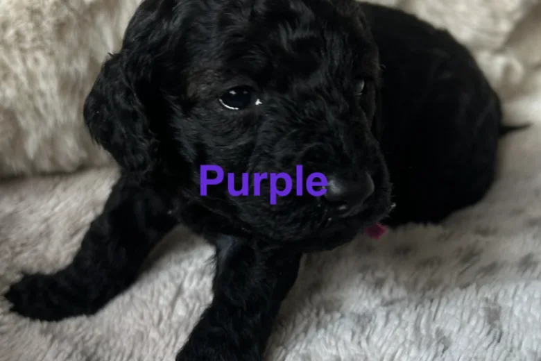 Cockapoo