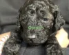 Cockapoo