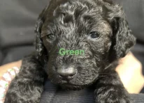 Puppy 6