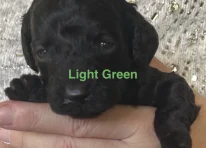 Puppy 7