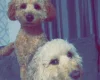 Cockapoo