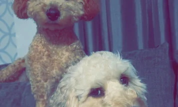 Cockapoo