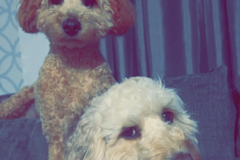 Cockapoo