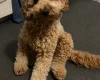Cockapoo