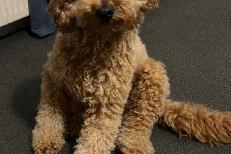 Cockapoo