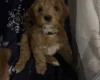 Cockapoo