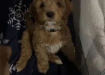 Puppy 3
