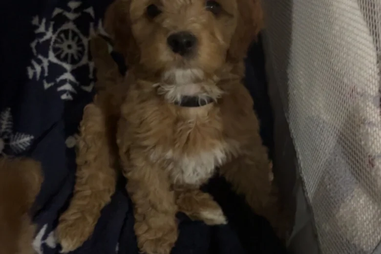 Cockapoo