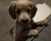 Cockapoo