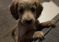 Puppy 1