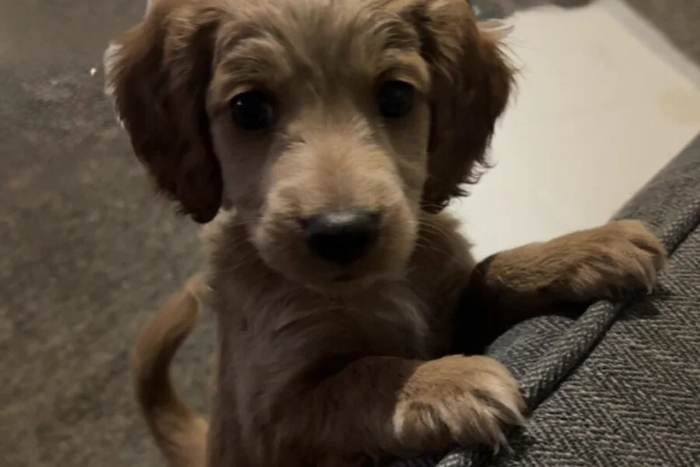 Cockapoo