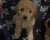 Cockapoo