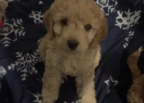 Puppy 2