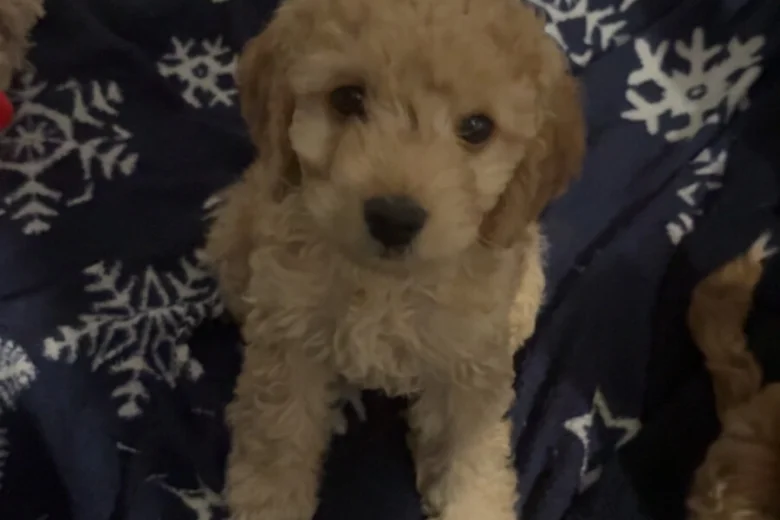 Cockapoo