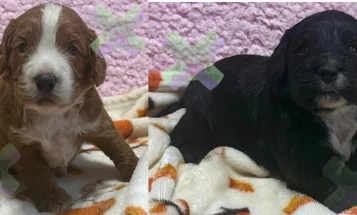 Cockapoo