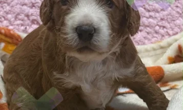 Cockapoo