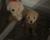 Cockapoo