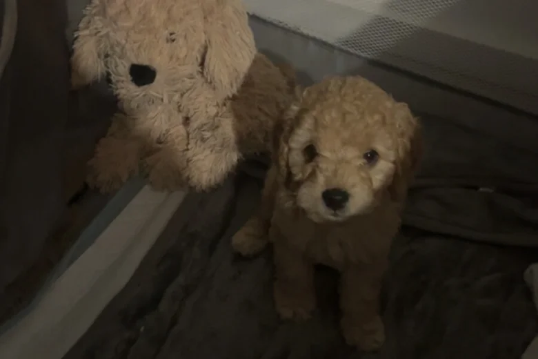 Cockapoo