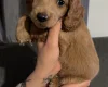 Cockapoo