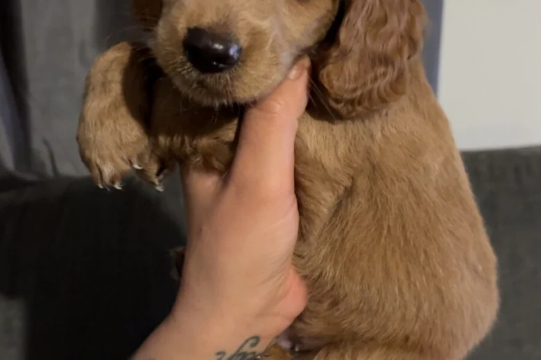 Cockapoo