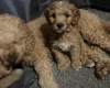 Cockapoo