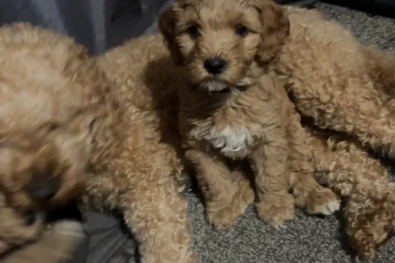 Cockapoo