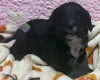 Cockapoo