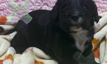 Cockapoo