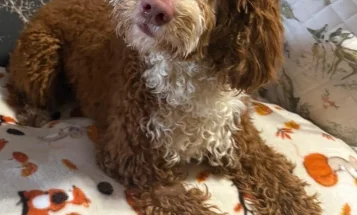 Cockapoo