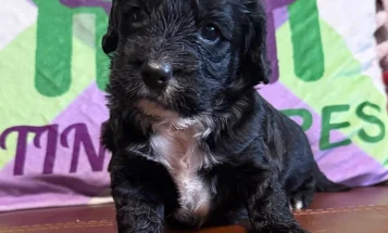 Cockapoo