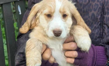 Cockapoo