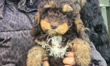 Cockapoo