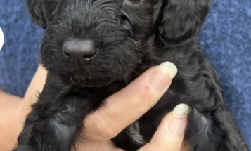 Cockapoo