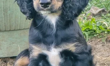Cocker Spaniel (Show)