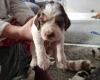Cocker Spaniel (Show)