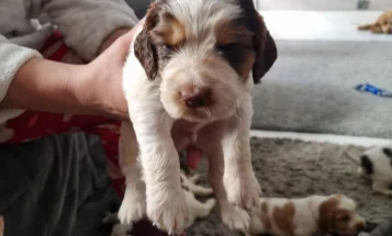 Cocker Spaniel (Show)