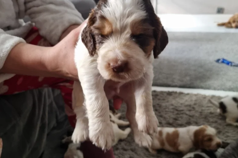 Cocker Spaniel (Show)