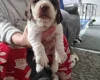 Cocker Spaniel (Show)